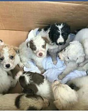 Cuccioli abbandonati A Macomer scatta la gara di solidarietà 
