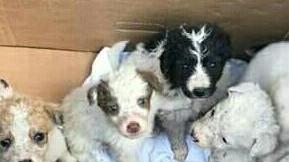 Cuccioli abbandonati A Macomer scatta la gara di solidarietà