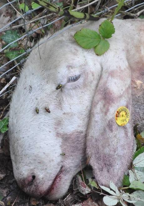 Pecora sbranata nel recinto Anche i cani non bastano più