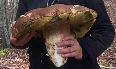 Fungo da record raccolto a Busana