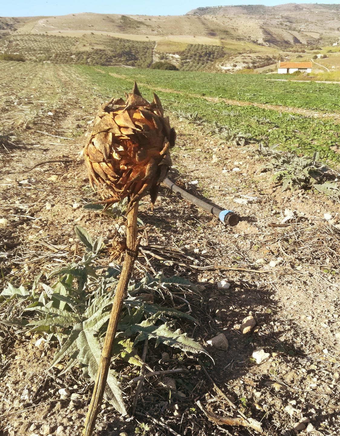 Carciofi, anno da dimenticare: la produzione cala dell’80 per cento