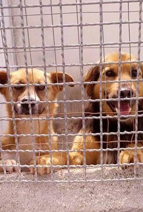 “Mi Fido di te”, campagna per la lotta al randagismo