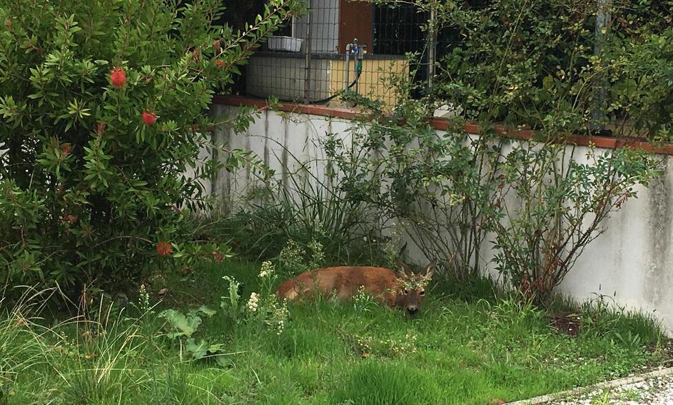 Il cerbiatto rifugiatosi nel giardino