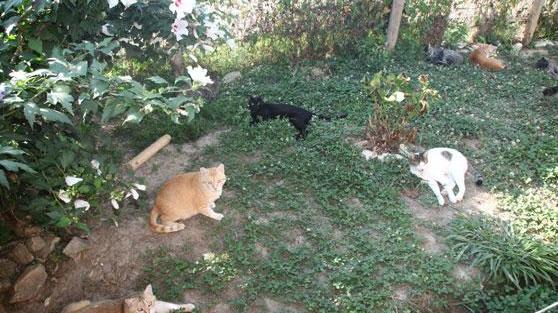 Vivono tra escrementi di animali, rifiuti e un'aria irrespirabile: sgomberata un’abitazione