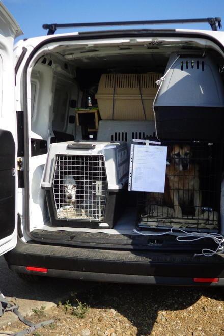 I cani di Grosseto arrivano a Pistoia “sotto scorta” 