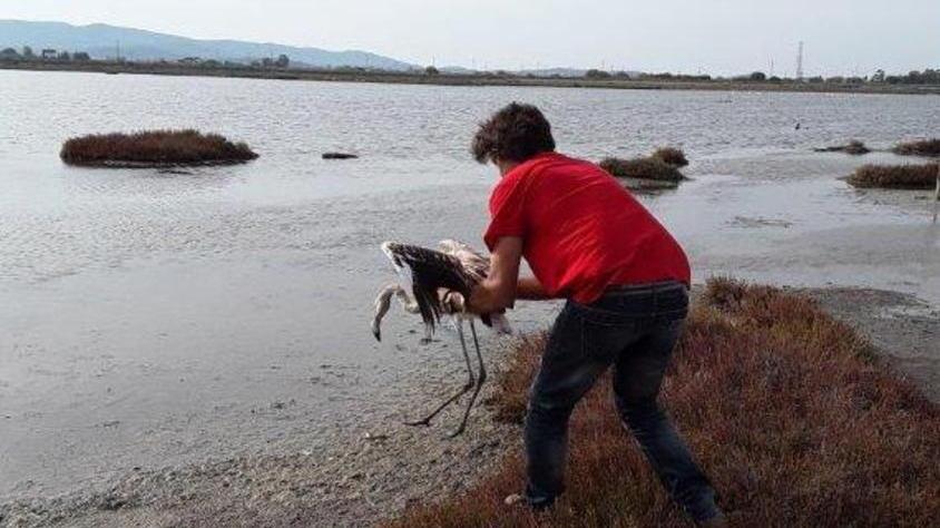 Il “Piro piro” non si vede, ma c’è un fenicottero in più
