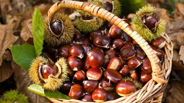 Allarme per le castagne «Il raccolto sarà del 50%»