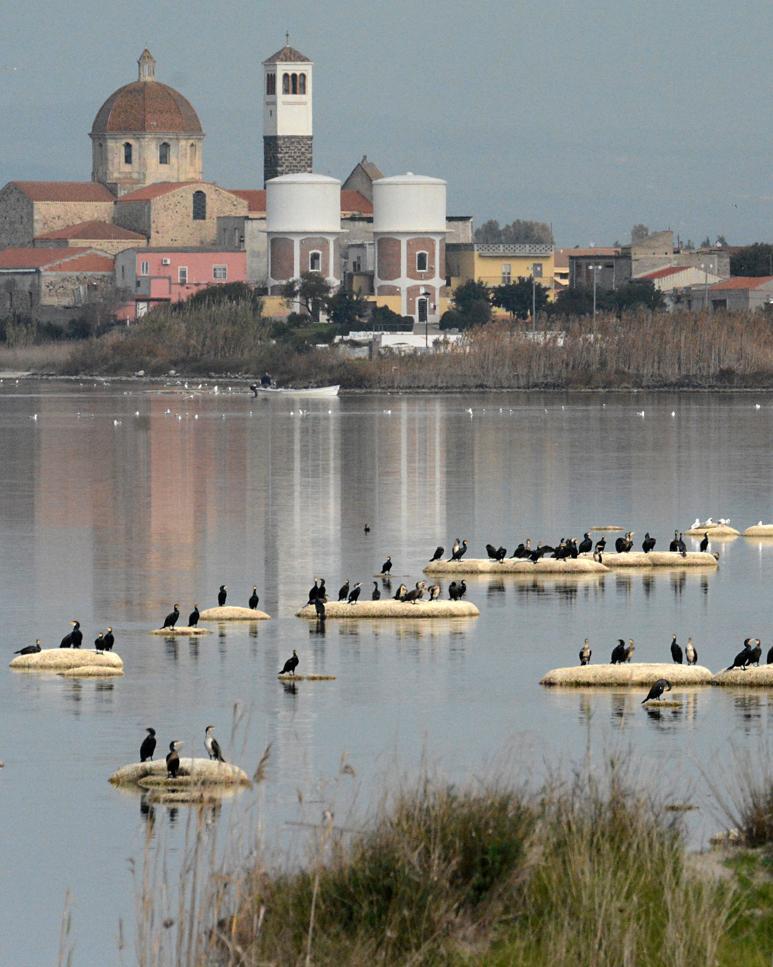 Cabras, pesca abusiva e rissa: chieste quattro condanne