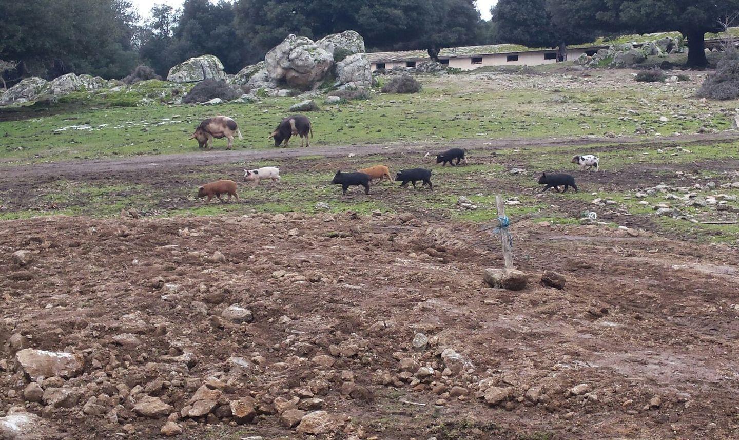 Un sospetto caso di peste suina africana a Noragugume