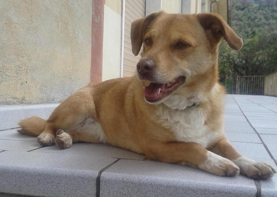 Il cuore d’oro di carabinieri e vigili per salvare una canina