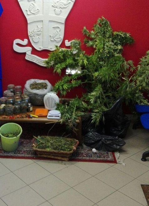 Coltivava marijuana, un anno di pena