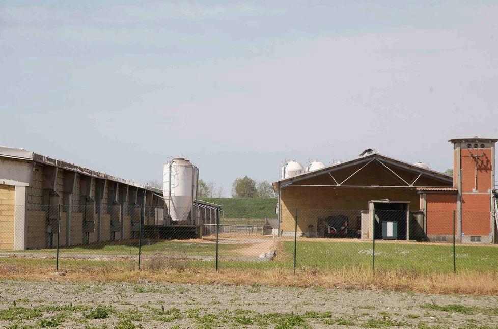 Il perito del Comune boccia la porcilaia 