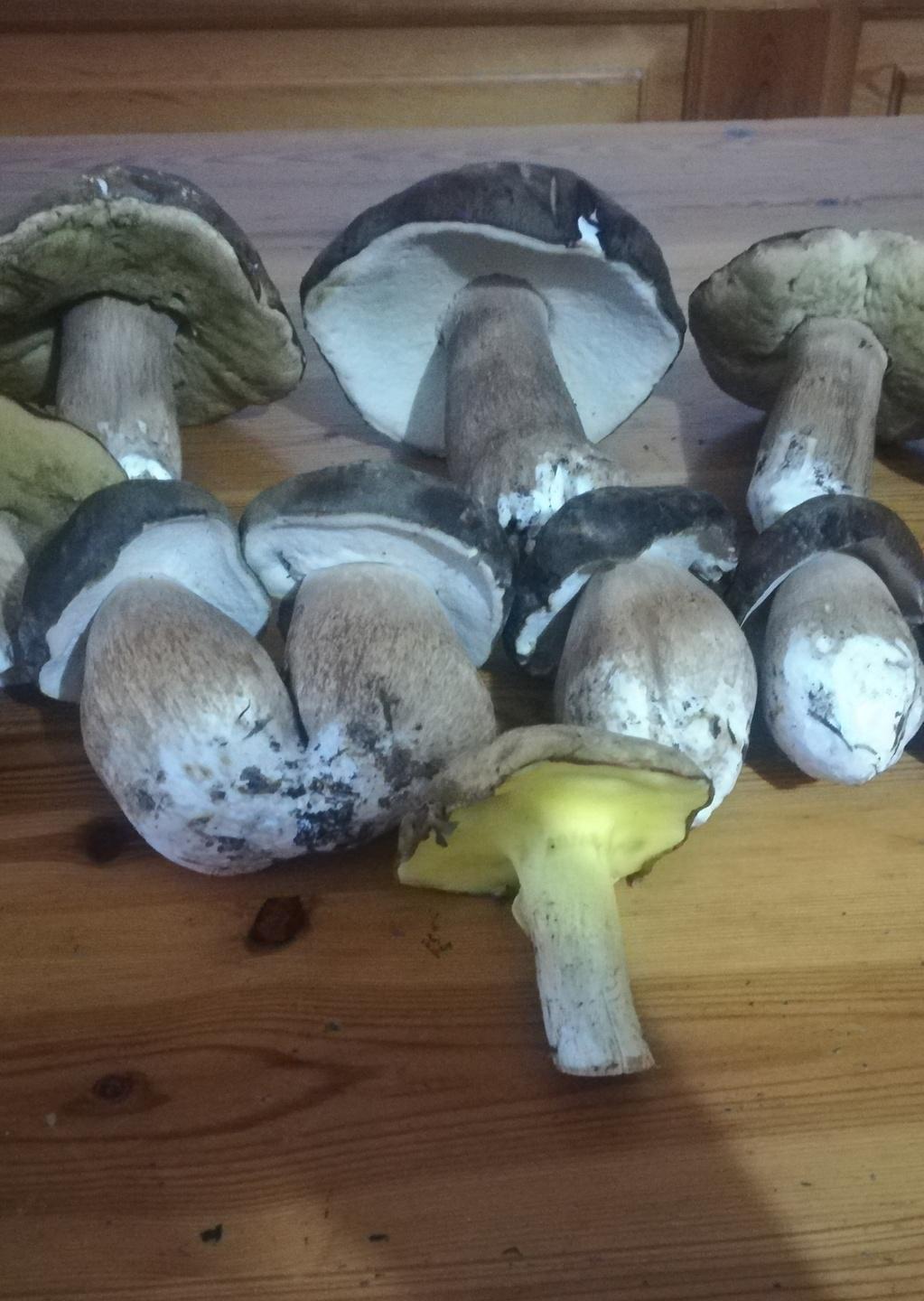 Scano, sosta vietata ai predoni dei funghi