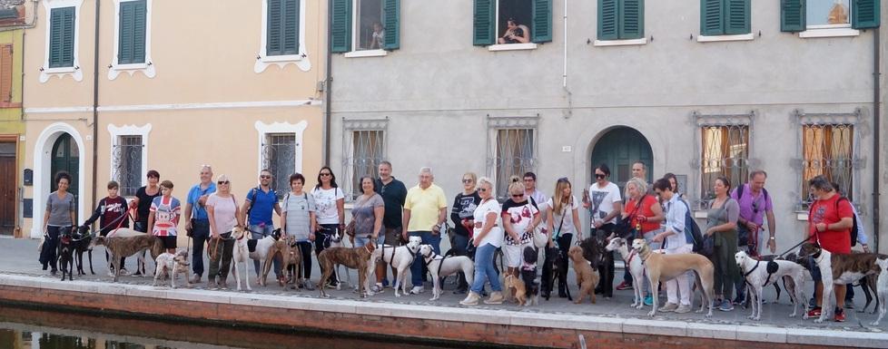Decine di levrieri salvati, adottati e arrivati a Comacchio