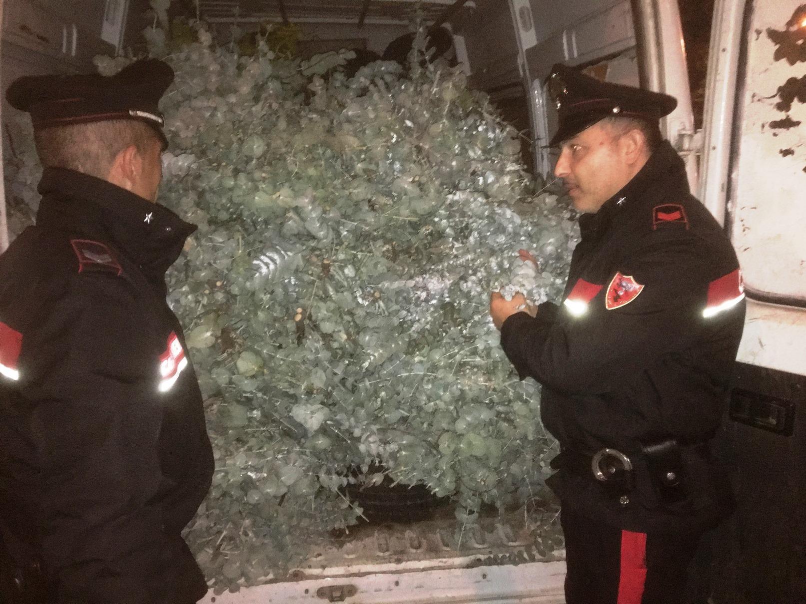I carabinieri mostrano le piante di eucalipto rubate e stipate nel furgoncino dei tre uomini arrestati