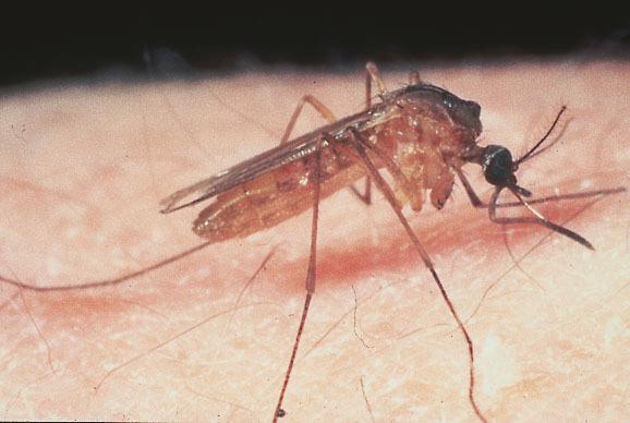 Le zanzare veicolano il virus della Febbre del Nilo