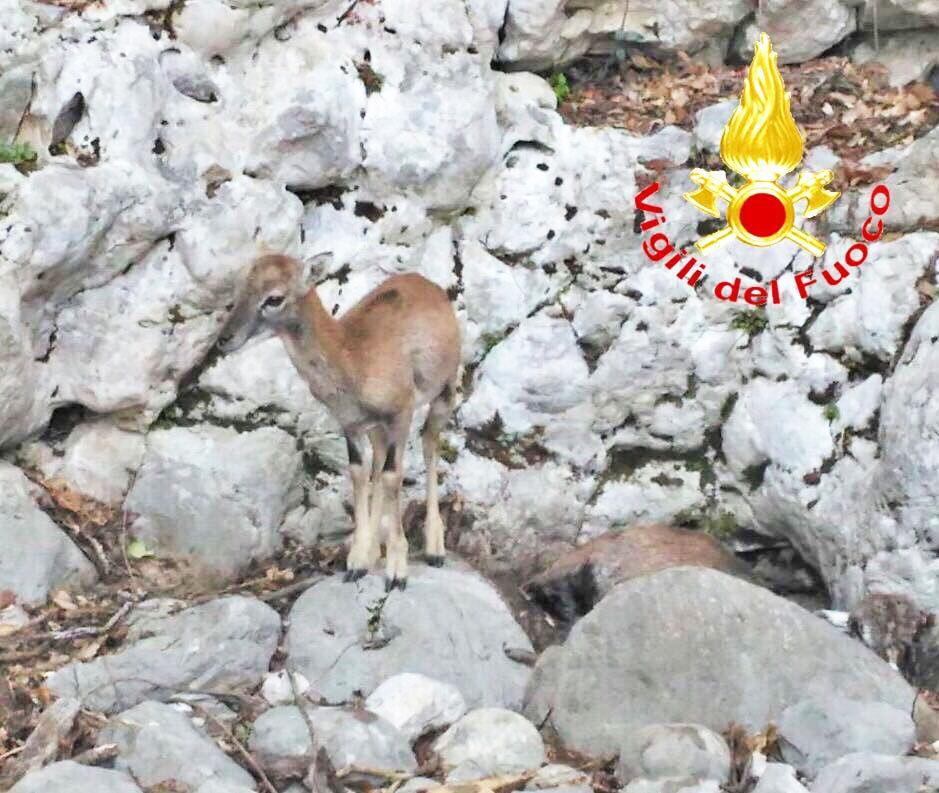 Il cucciolo di muflone bloccato vicino alla mamma morta