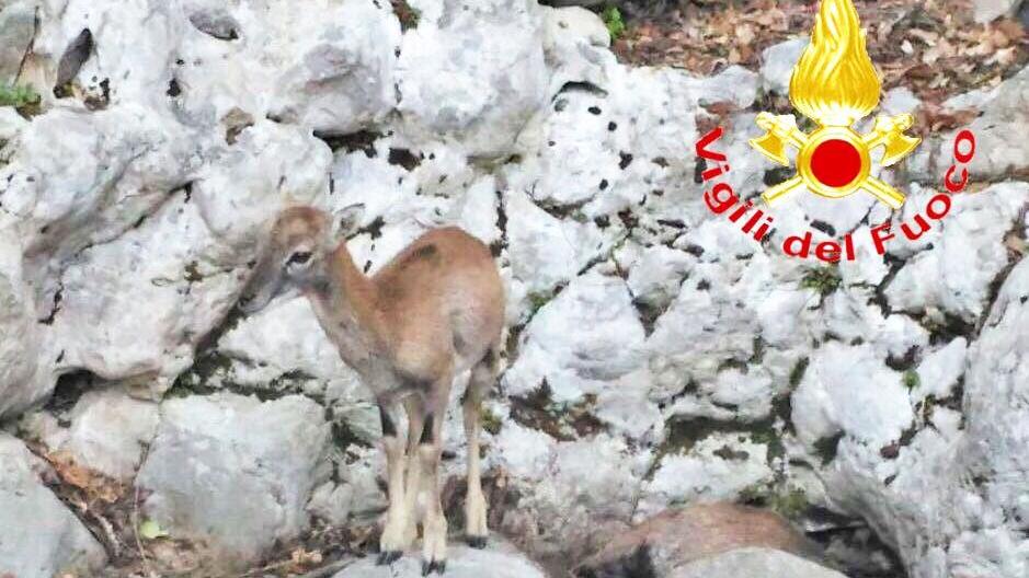 Il cucciolo di muflone bloccato vicino alla mamma morta