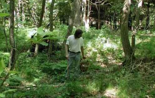 Funghi, primi incidenti I consigli per evitarli 