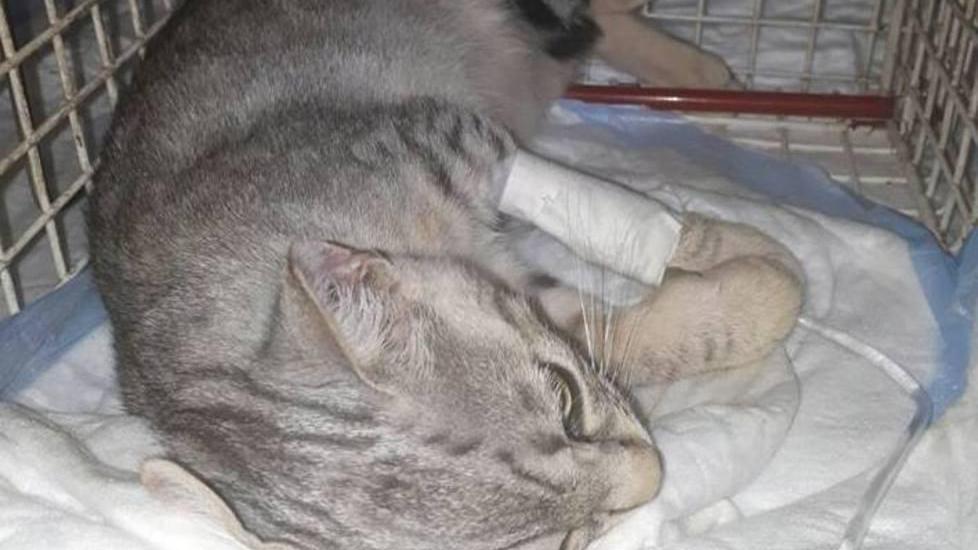 «Niente baby gang né sevizie sul gattino»