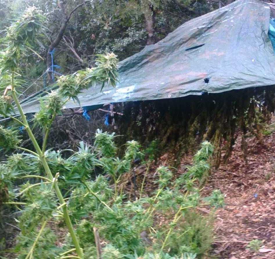 Marijuana, 650 piantine sequestrate dai carabinieri 