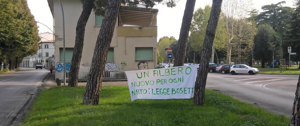 Sui pini nessun passo indietro il Comune conferma il taglio 