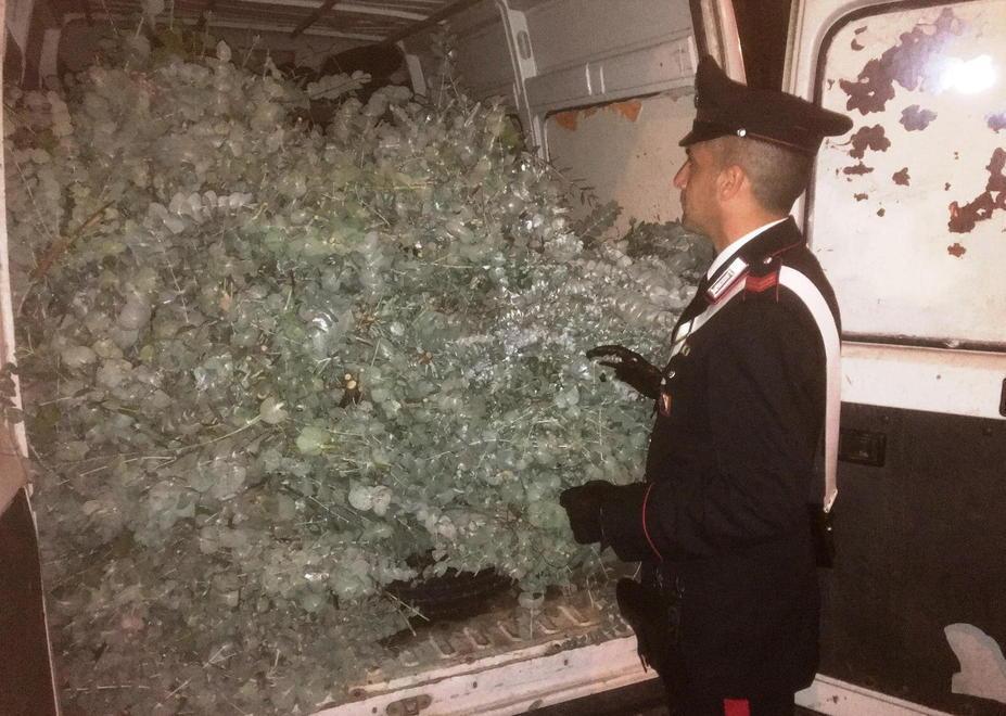 Rubano 6 quintali di eucalipto, arrestati 