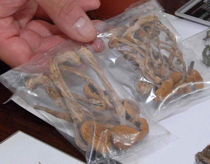Funghi non allucinogeni, cade l’accusa di spaccio 
