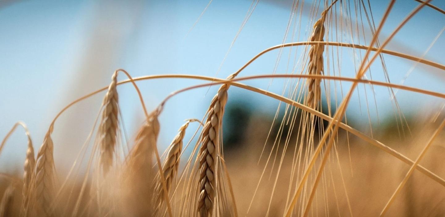 Grano, la Regione con i produttori «Pronti a difendere la filiera» 