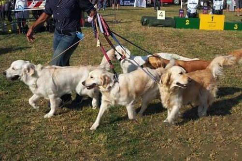 Ferrara, a passeggio in Gad un cane ingoia un etto di ovuli 