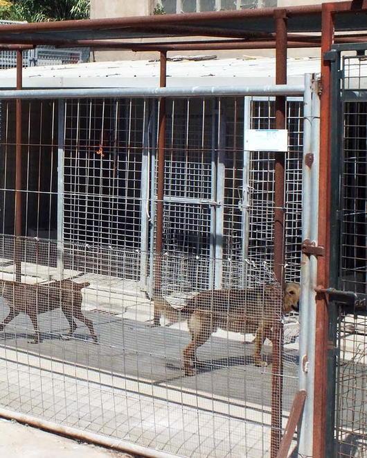 Gara di solidarietà di Enpa per pagare la penale 