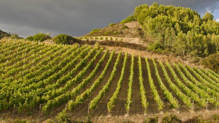 Rivoluzione nelle vigne della Sardegna, piccoli talenti crescono 