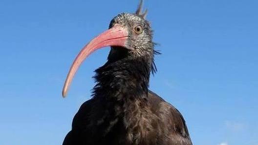 Si cerca il bracconiere che ha ucciso Santora