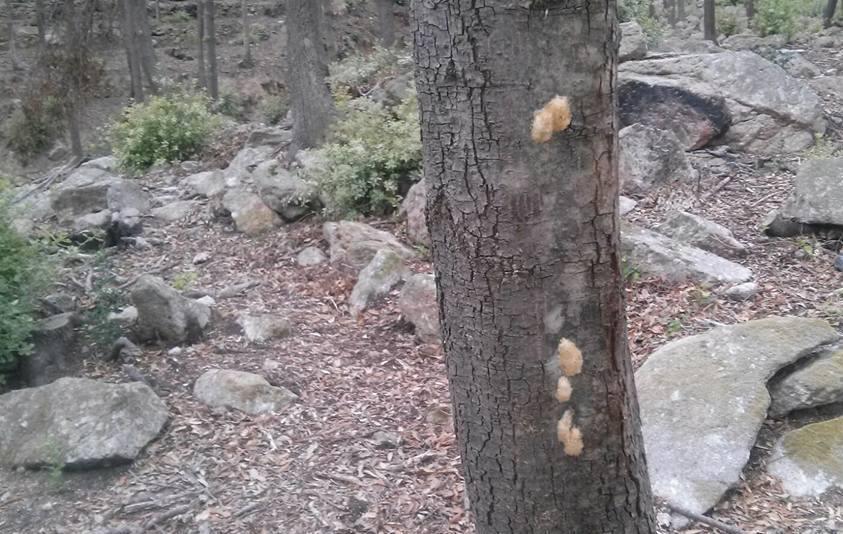 Lymantria, caccia aperta alle uova 