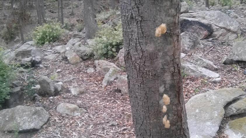 Lymantria, caccia aperta alle uova