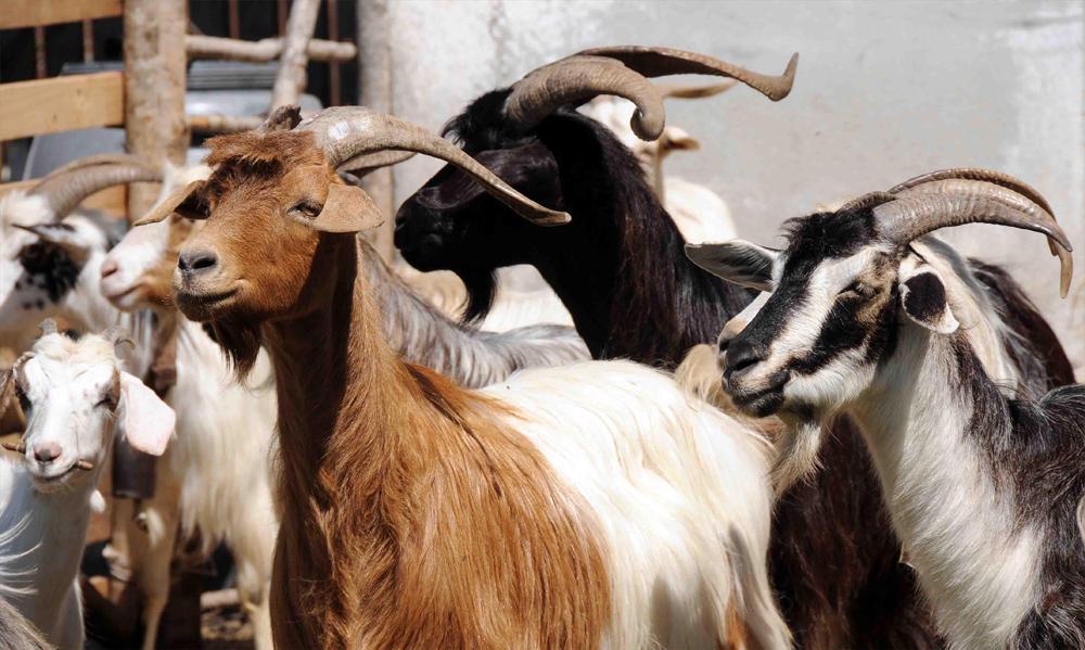 Formaggi, yogurt e burro: è boom per il latte di capra sardo