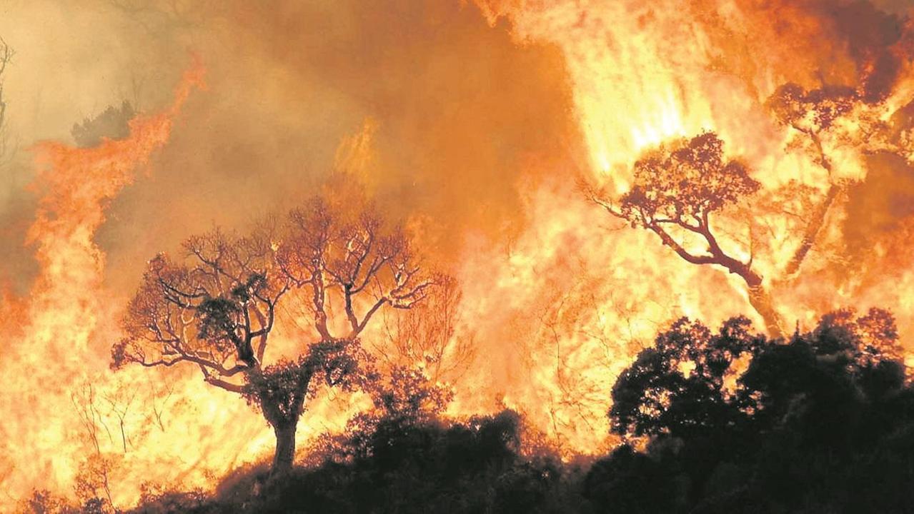 Il direttore del Corpo Forestale: «Condanna all’ergastolo per gli incendiari»