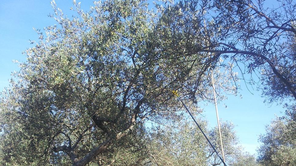 Via alla stagione olivicola 2017: apre il frantoio “Cappai”