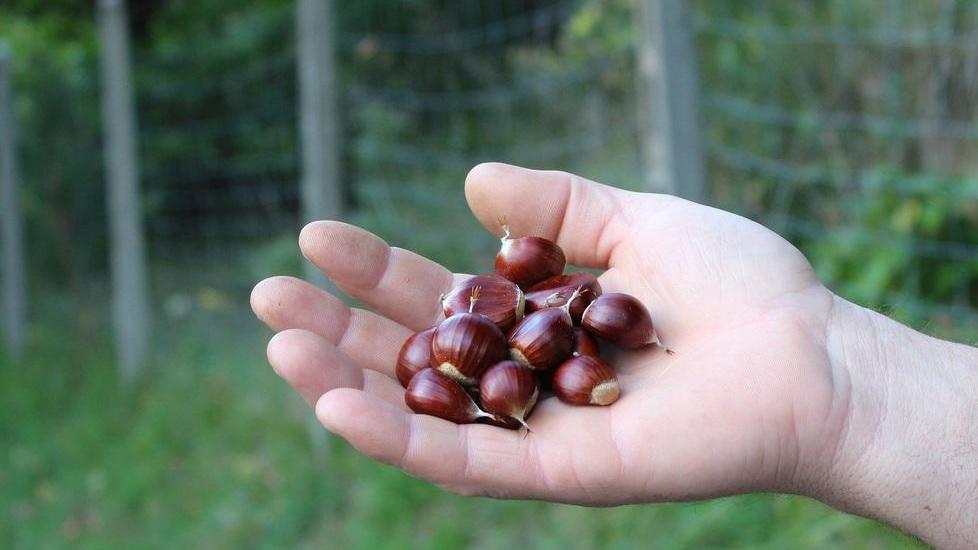 Sarà un autunno più ricco di castagne