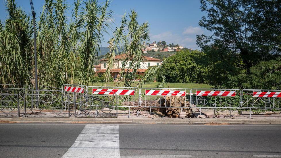 Pini pericolosi a Buggiano e i fondi non ci sono 