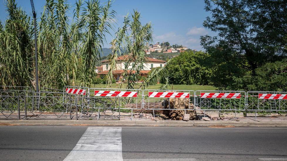 Pini pericolosi a Buggiano e i fondi non ci sono
