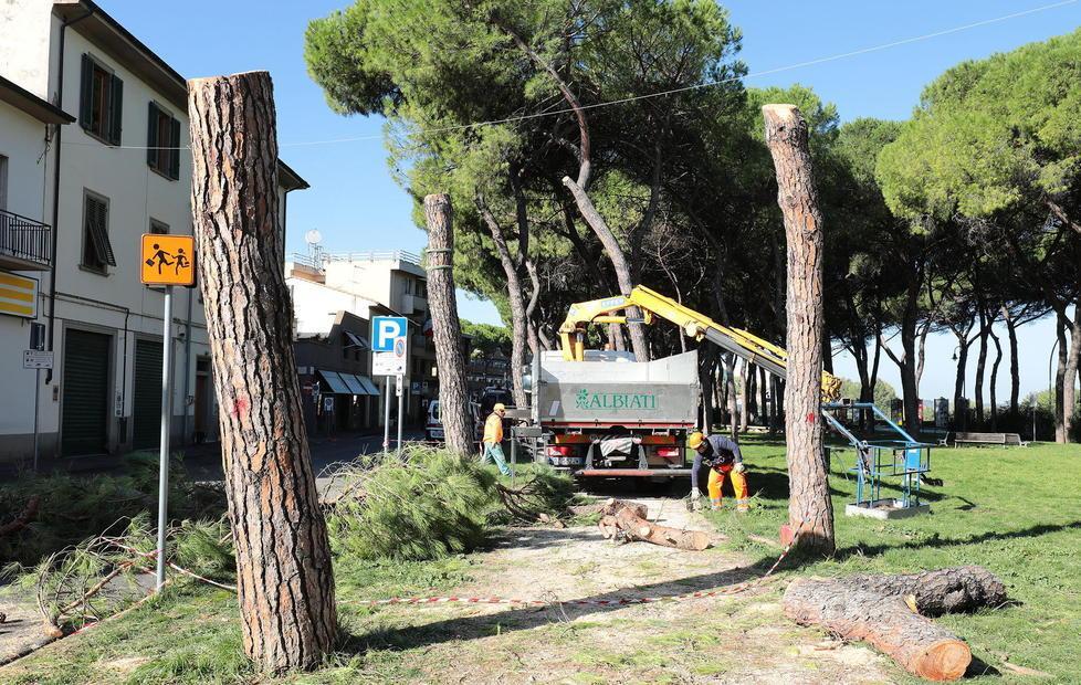 «Gli alberi devono tornare al loro posto» 