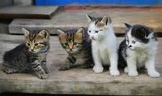 Altri gatti uccisi dai bocconcini avvelenati