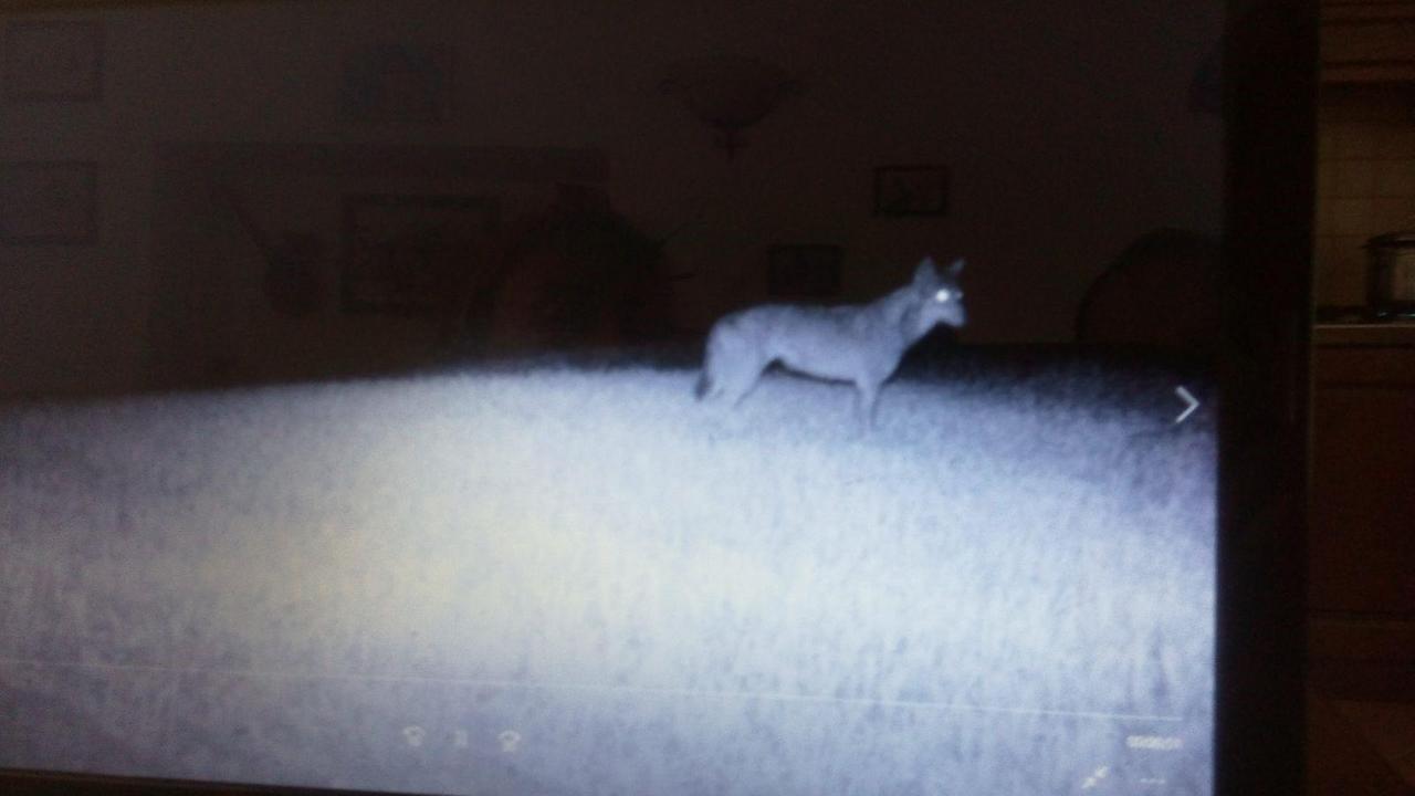 Il predatore fotografato dalla fototrappola vicino all'azienda dove ha sbranato una pecora