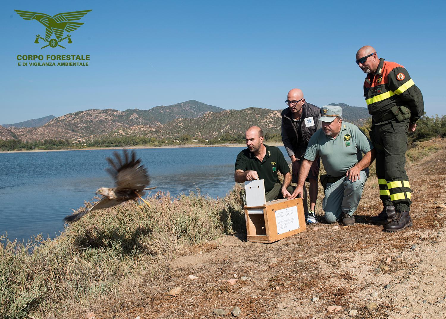 Falco di palude salvato e liberato nella laguna di Colostrai