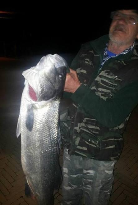 A Porto Garibaldi pescato un branzino di quasi 8 kg