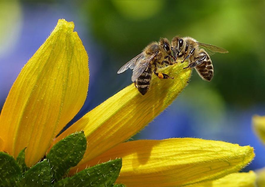 «Virus, funghi, un’annata disastro» 