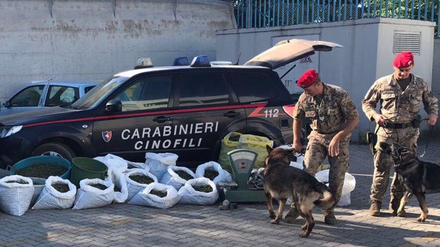 La marijuana sequestrata dai carabinieri tra Iglesias e Gonnesa