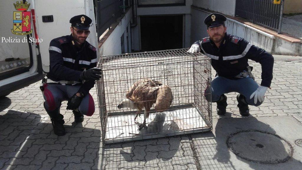 Il grifone e i due poliziotti che lo hanno salvato