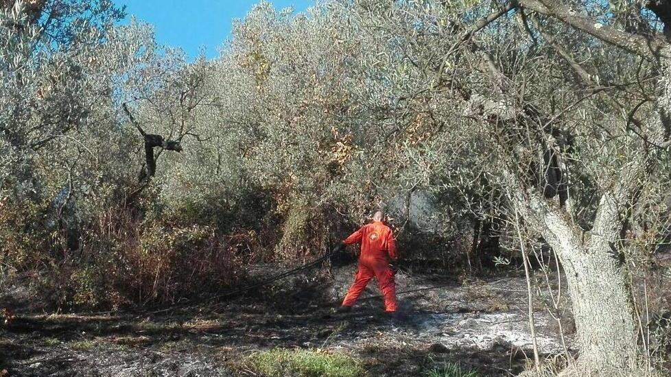 Cinque ettari di oliveta in fumo a Leporaia